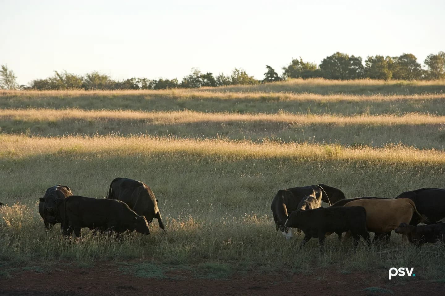 Black and brown cattle grazing in tall grass at the bottom of a gently sloping pasture in low golden sunlight, with bands of lit and shaded grass running across the hillside, red soil in the foreground, and a line of trees along the ridge under a pale sky. Black and brown cattle grazing in tall grass at the bottom of a gently sloping pasture in low golden sunlight, with bands of lit and shaded grass running across the hillside, red soil in the foreground, and a line of trees along the ridge under a pale sky.